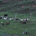 Glockerman - img00120.jpg