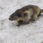 Glockerman - img00245.jpg