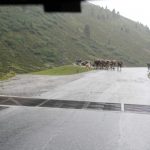 RAA2011 - img00100.jpg